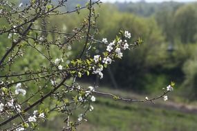 white flowers on an apple tree in spring