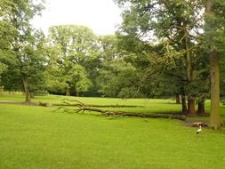 fallen trees and a lone bird among a picturesque forest