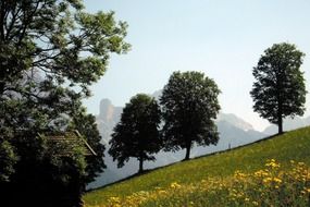 green trees on the mountain