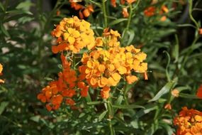 plant with small orange flowers