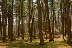 picnic tables in the forest