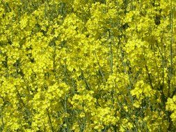 field of rapeseeds in blossom