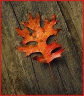 red oak leaf on the bench