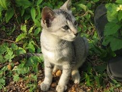 young grey cat in a wildlife