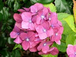 hydrangea bloom