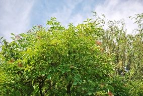 tree green foliage in the summer