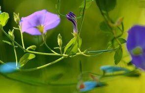 extraordinarily beautiful vetch blossom