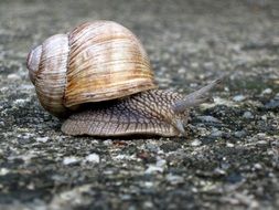 snail crawling on the ground