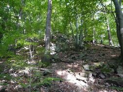 green forest with stones sunny scene