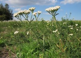 white yarrow flowers