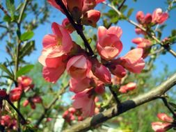 bright bloom of decorative quince