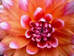 lush flower with two-color petals
