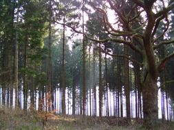 morning in forest, back light