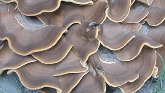 mushroom forest close-up