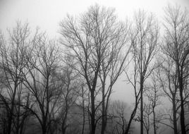 foggy forest in late autumn
