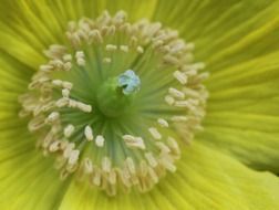 yellow poppy flower blossom