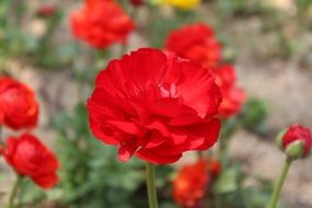 closeup of red Ranunculus