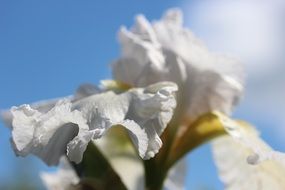 terrific white iris flower