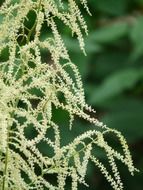 Aruncus flowers in the forest