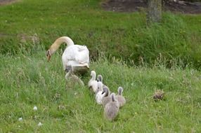 Family of swans in spring