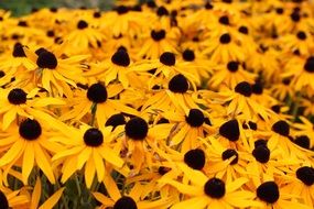 perfect sun hats flowers