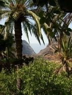 palm trees on the canary islands