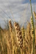 wheat cultivation for making bread