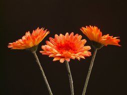 Three orange gerbera on a black background