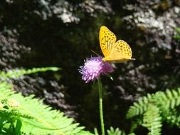 yellow spotted butterfly on a flower in the bright sun