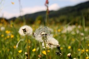 white dandelions on meadow early in the summer