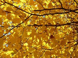 yellow hornbeam tree in autumn