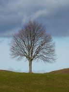lonely tree with no leaves