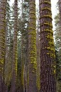 tall tree trunks in forest