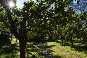 orchard apple fruit tree