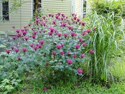 monarda plant with small purple flowers