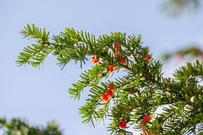 branch with green needles and tiny red flowers