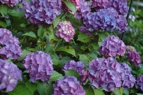 A lot of purple hydrangea flowers