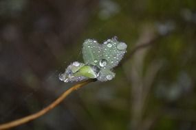 beautiful drops of dew on a green plant