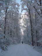 Snowy trees in wintry forest