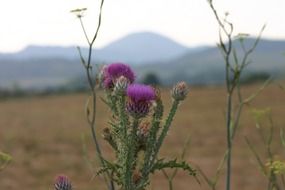 Violet thistle flowers on the field on a blurred background