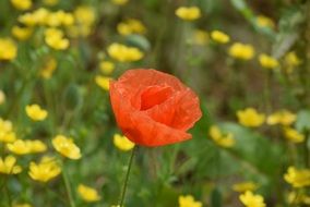 orange poppy in spring