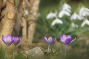 purple crocus near a tree in the forest