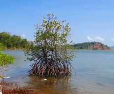 mangroves in the tidal forest
