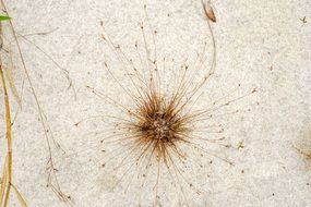 Dry plant on white sand