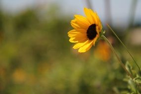 small sunflower flower