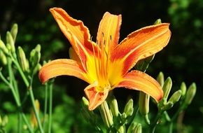 picture of the orange flower
