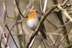robin bird animals spring species