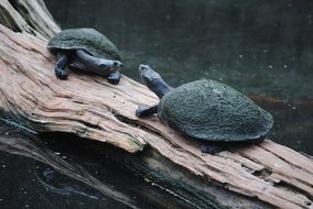couple green turtles on tree trunk wildlife scene