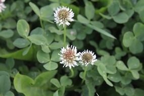 White clover flowers