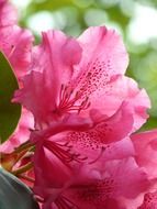 Side view on pink flower azalea